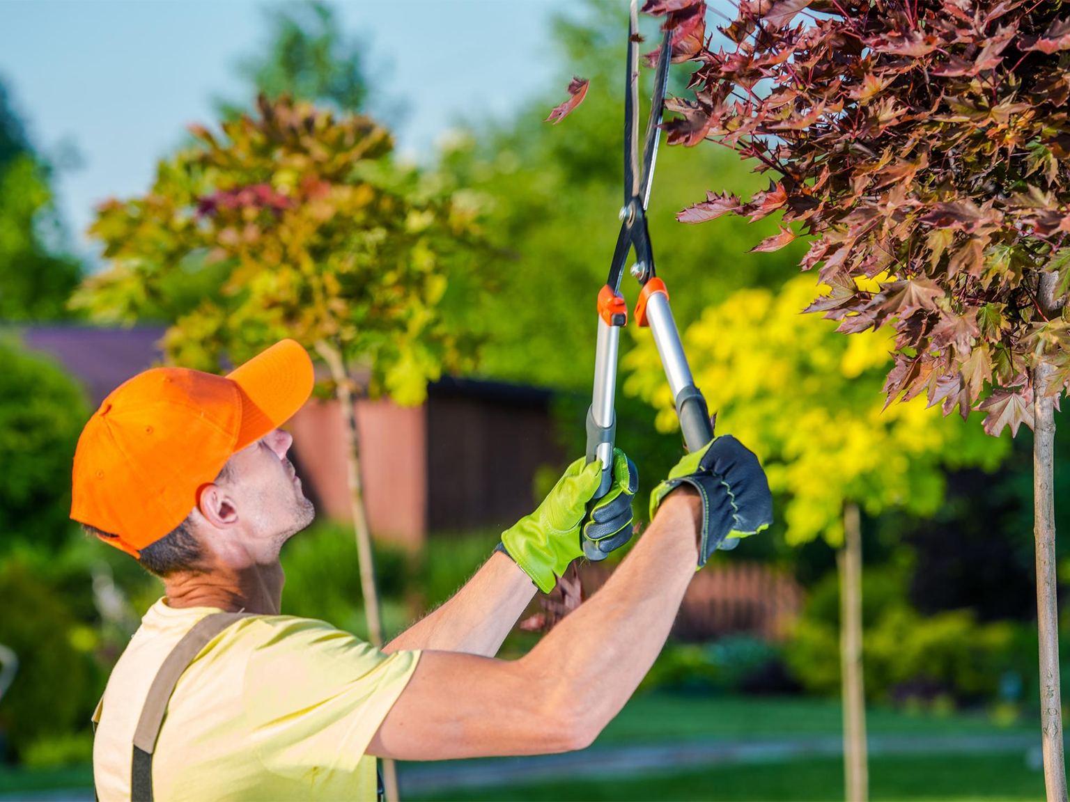 Tree Trimming Tree Trimming