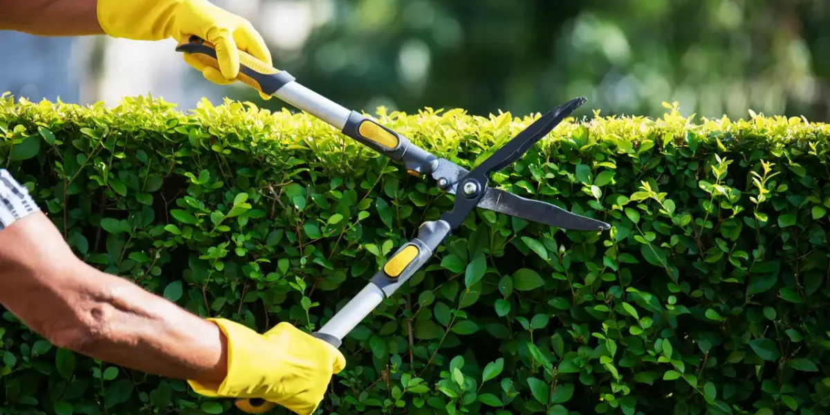 tree trimming service
