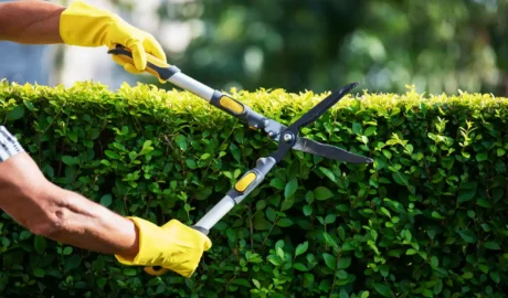 tree trimming service