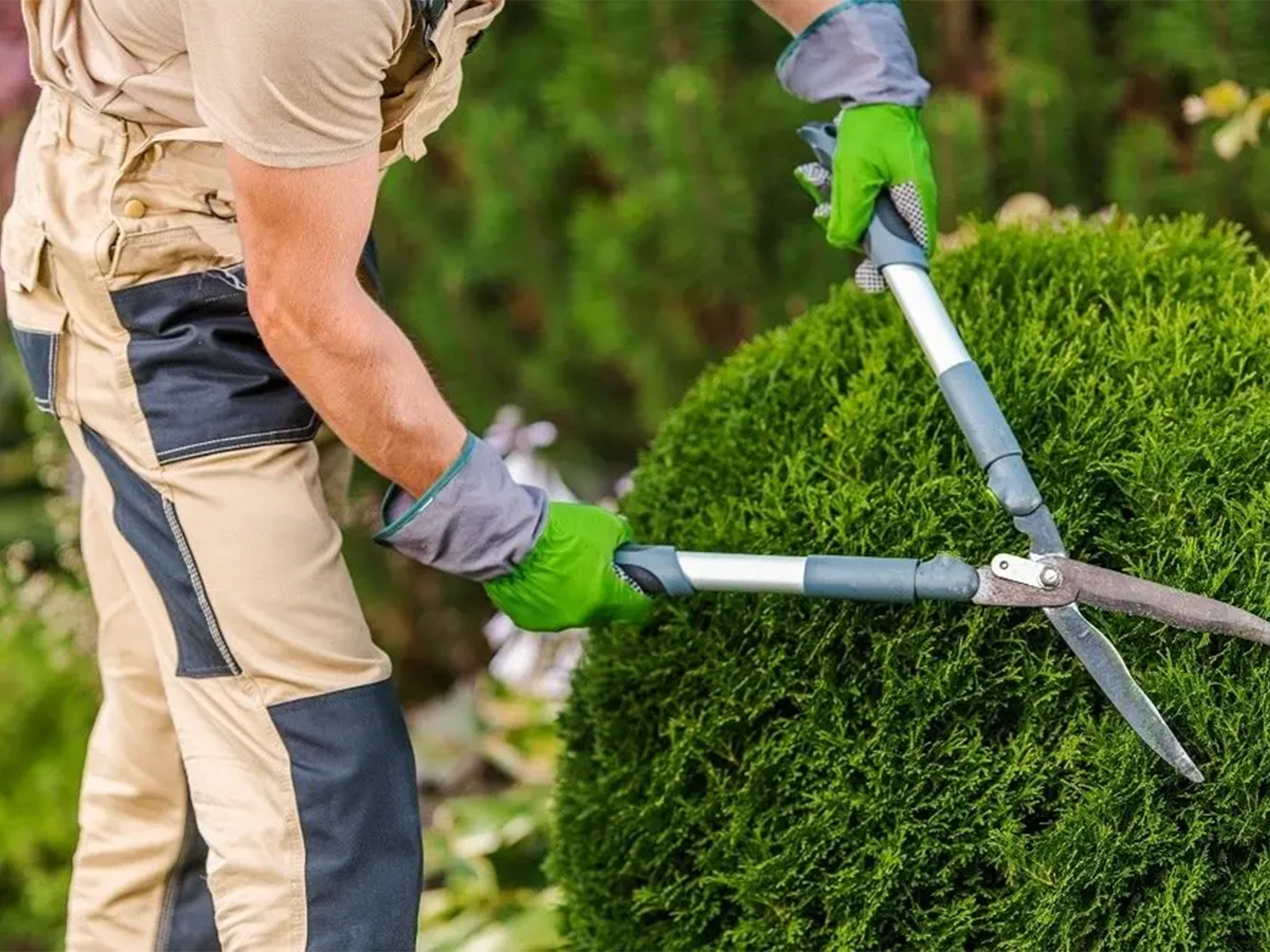 tree trimming services tree trimming services