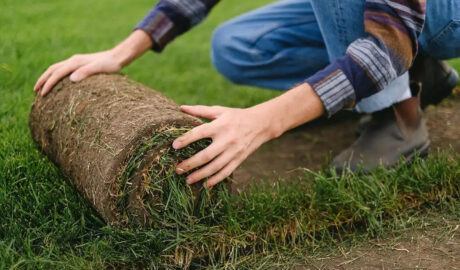 Sod installation